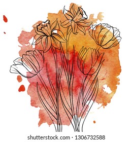 vector drawing flowers of tulips and narcissus at red watercolor background, floral element, hand drawn illustration