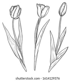 vector drawing flowers of tulips, vintage floral elements, hand drawn illustration