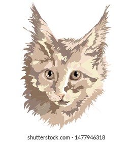 Vector drawing fluffy Maine Coon cat