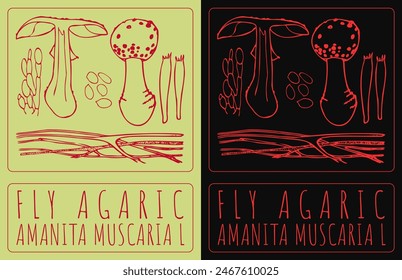 Vector drawing FLY AGARIC . Hand drawn illustration. The Latin name is AMANITA MUSCARIA L.
