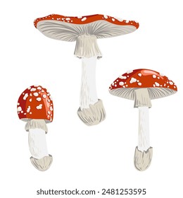 vector drawing fly agaric, poisonus mushroom isolated at white background, Amanita muscaria, natural element, hand drawn botanical illustration