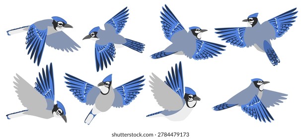 vector drawing flying birds