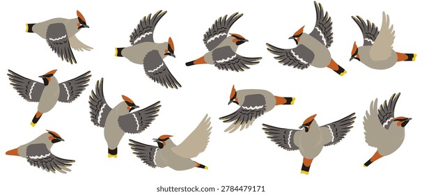 vector drawing flying birds, bohemian waxwing, hand drawn illustration, isolated nature design elements