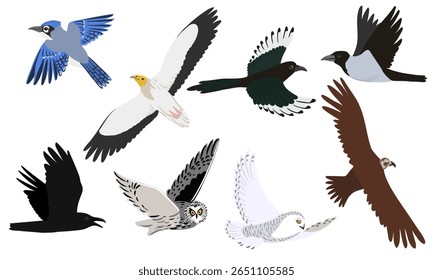 vector drawing flying predatory birds, hand drawn birds of prey, isolated nature design elements