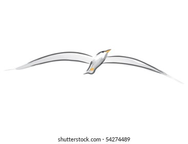 Vector drawing of flying seagull with spread wings