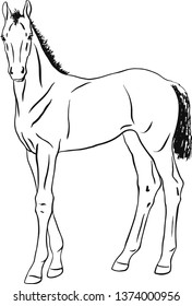 Vector drawing of a foal standing still.