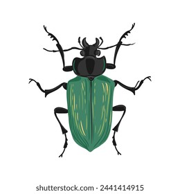 vector drawing forest caterpillar hunter, green beetle, Calosoma sycophanta , hand drawn insect isolated at white background