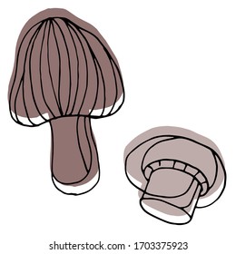 
Vector drawing of forest mushrooms. Nature. Sketch, illustration. Decorative