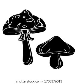 
Vector drawing of forest mushrooms. Nature. Sketch, illustration. Decorative