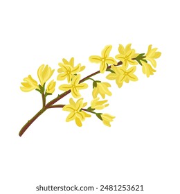vector drawing Forsythia tree branch with yellow flowers isolated at white background, hand drawn illustration