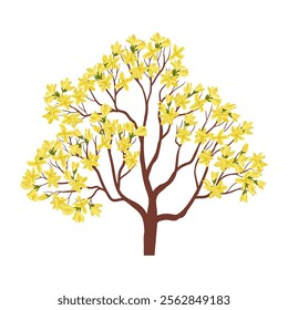 vector drawing Forsythia tree with yellow flowers isolated at white background, hand drawn illustration