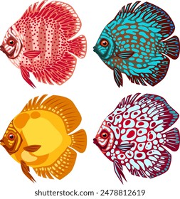 
Vector drawing, four discus fish of different colors, aquarium fish