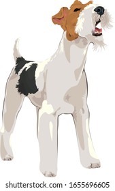 Vector drawing of fox terrier staying and barking on white background