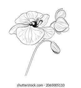 Vector drawing of a frame from orchid branches on a black and white background.
