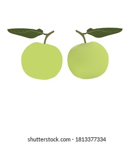 Vecino dibujando guayaba fresca, fruta tropical con hojas en blanco