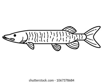 Vector drawing of a Fresh Water Fish
