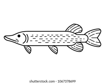 Vector drawing of a Fresh Water Fish