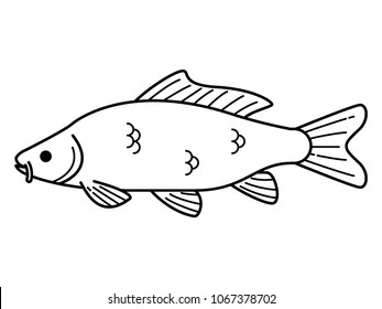 Vector drawing of a Fresh Water Fish