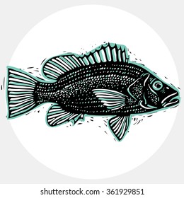 Vector drawing of freshwater fish with fins, underwater life illustration. Organic seafood graphic symbol isolated on white.