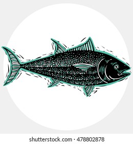 Vector drawing of freshwater fish with fins, underwater life illustration. Organic seafood graphic symbol isolated on white.