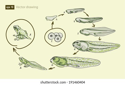 Vector drawing frog development