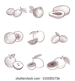 vector drawing fruits, hand drawn illustration