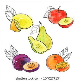 vector drawing fruits isolated at white background