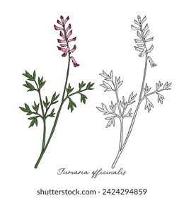 vector drawing fumitory flower, Fumaria officinalis, hand drawn illustration