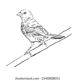 Vector drawing of a funny little bird on a branch. Strawberry Finch. Outline drawing of a wild bird. Design element for print, clothing, stickers, cards, fabrics, invitations