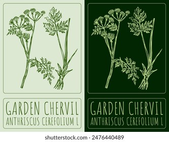 Vector drawing GARDEN CHERVIL. Hand drawn illustration. The Latin name is ANTHRISCUS CEREFOLIUM L.
