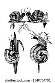 vector drawing of garden snails on branches