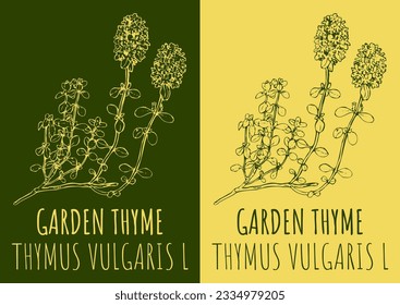Vector drawing GARDEN THYME. Hand drawn illustration. The Latin name is THYMUS VULGARIS L