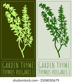 Vector drawing GARDEN THYME. Hand drawn illustration. Latin name is ROSA THYMUS VULGARIS L.
