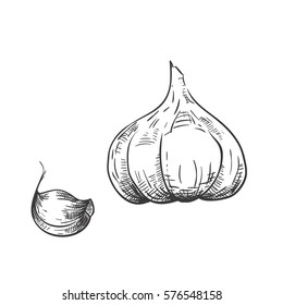 Vector drawing garlic and clove of garlic. Hand drawn engraved style illustration. Detailed sketch. 