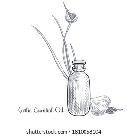 vector drawing garlic essential oil, Allium sativum, hand drawn illustration