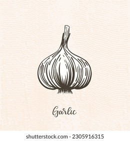 Vektorgrafik von Knoblauch. Handgezeichnete Knoblauchzeichnung. Knoblauchskizze im Vintage-Stil.