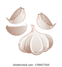 Vector drawing of garlic. Isolated elements of garlic cloves and whole. Raising immunity and alternative treatment for flu and colds. all-natural organic treatments.