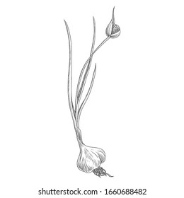 vector drawing garlic plant, Allium sativum, hand drawn illustration