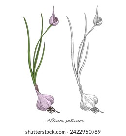 vector drawing garlic plant, Allium sativum at white background, hand drawn illustration