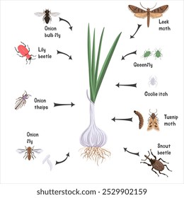 vector drawing garlic plant, bulb with green leaves and pests, vegetables and insects in soil ground, hand drawn illustration