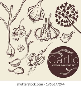 Vector drawing garlic set. Sketch illustration. Simple print drawn by lines. Vector illustration of garlic clove, flowers, garlic bulb in simple style. Fresh farm food. Garlic logo. Graphic print.