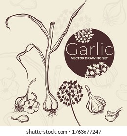 Vector drawing garlic set. Sketch illustration. Simple print drawn by lines. Vector illustration of garlic clove, flowers, garlic bulb in simple style. Fresh farm food. Garlic logo. Graphic print.