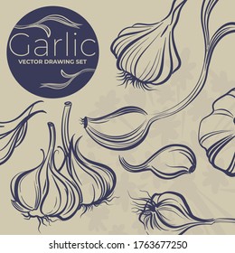 Vector drawing garlic set. Sketch illustration. Simple print drawn by lines. Vector illustration of garlic clove, flowers, garlic bulb in simple style. Fresh farm food. Garlic logo. Graphic print.