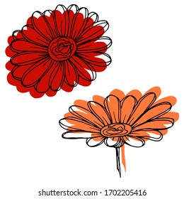 Vector drawing of gerbera flowers. Nature. Sketch, illustration.