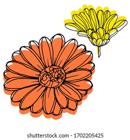 Vector drawing of gerbera flowers. Nature. Sketch, illustration.