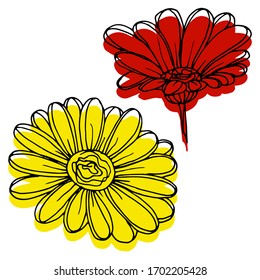 Vector drawing of gerbera flowers. Nature. Sketch, illustration.