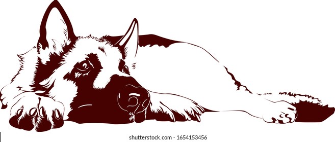 Vector drawing of German Shepherd dog laying on white background