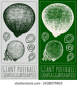 Vector drawing GIANT PUFFBALL. Hand drawn illustration. The Latin name is CALVATIA GIGANTEA BATSCH.
