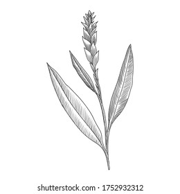 vector drawing ginger plant , Zingiber officinale, hand drawn illustration of medicinal plant