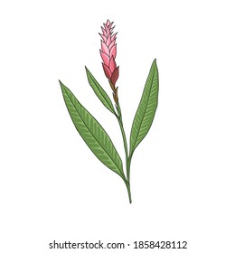 Vector Drawing Ginger Plant , Zingiber Officinale, Hand Drawn Illustration Of Medicinal Plant